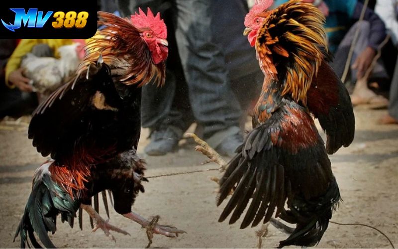 8KBET hợp tác với nhiều sảnh cược danh tiếng trên thị trường 8KBET hợp tác với nhiều sảnh cược danh tiếng trên thị trường