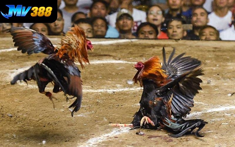 8KBET phát sóng trực tiếp đá gà với hình ảnh sắc nét 8KBET phát sóng trực tiếp đá gà với hình ảnh sắc nét