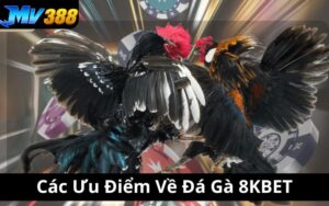 Các Ưu Điểm Về Đá Gà 8KBET