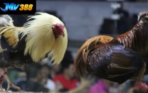 Đá Gà Trực Tuyến 8KBET