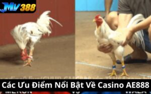 Giới Thiệu Trực Tiếp Đá Gà