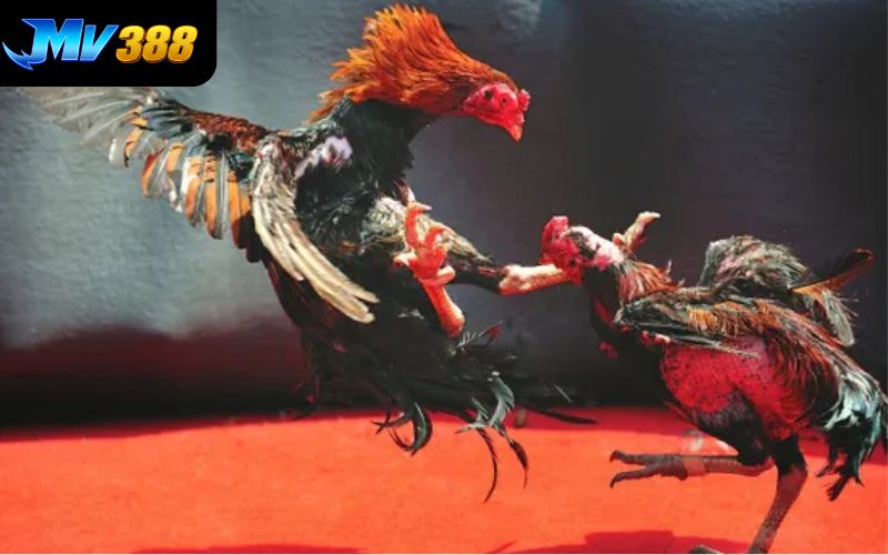 Liên kết với nhiều trường gà danh tiếng hàng đầu Liên kết với nhiều trường gà danh tiếng hàng đầu