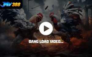 Nền Tảng Trực Tiếp Đá Gà