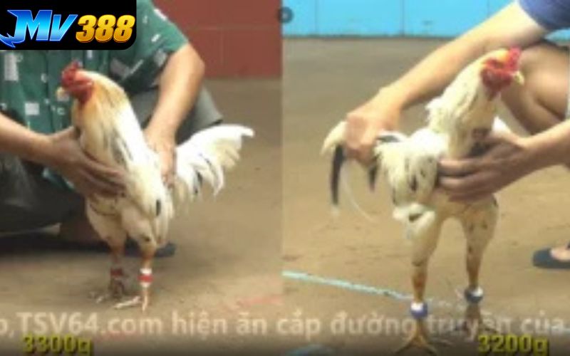 Xem đá gà chân thực như đang trực tiếp tại trường gà Xem đá gà chân thực như đang trực tiếp tại trường gà